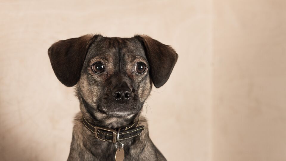A young mixed-breed dog with floppy ears, sitting patiently.