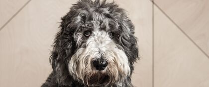 A large shaggy haired dog sits patiently.